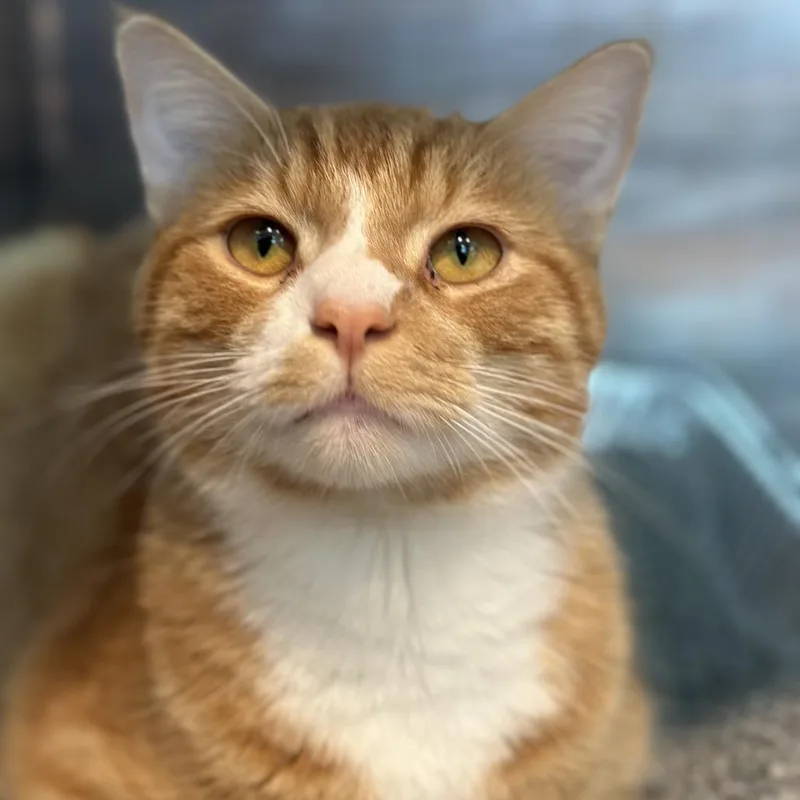 An adult large-sized male Orange / Red Domestic Short Hair cat named Thomas for adoption in Matteson, IL