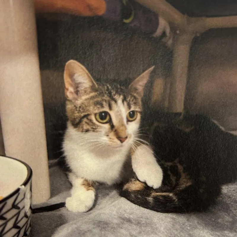 A young medium-sized female Brown / Chocolate Domestic Short Hair cat named Molly for adoption in Hampton Bays, NY