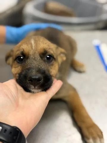 A baby small-sized male Shepherd dog named Jupiter for adoption in Riverside, CA
