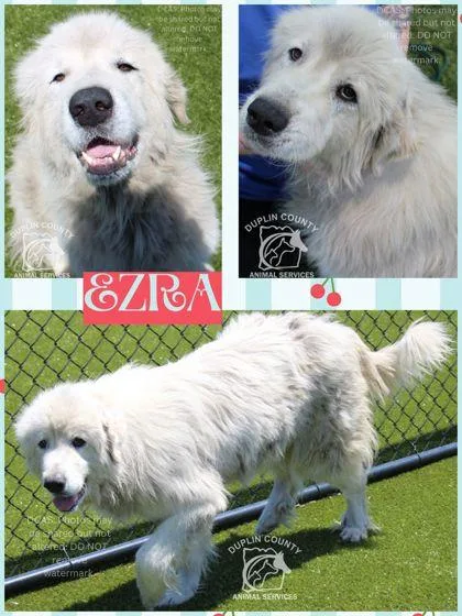 An adult large-sized female Great Pyrenees dog named Ezra for adoption in Kenansville, NC