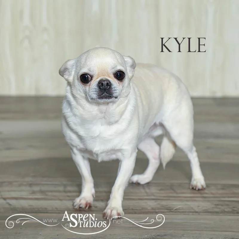 An adult small-sized male Chihuahua dog named Kyle for adoption in Valparaiso, IN
