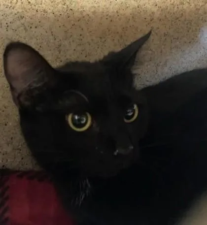 An adult medium-sized female Domestic Short Hair cat named Mirabel for adoption in Lafayette, IN