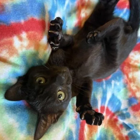 A young medium-sized male Brown / Chocolate Domestic Short Hair cat named Shiny Armor for adoption in Ferndale, WA