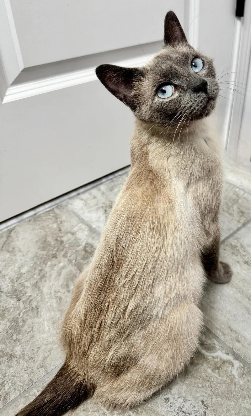 A baby medium-sized female Siamese cat named Vi for adoption in Walled Lake, MI