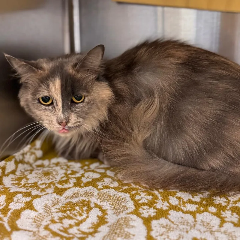 An adult medium-sized female Tortoiseshell Domestic Short Hair cat named Aaliyah for adoption in Lynchburg, VA