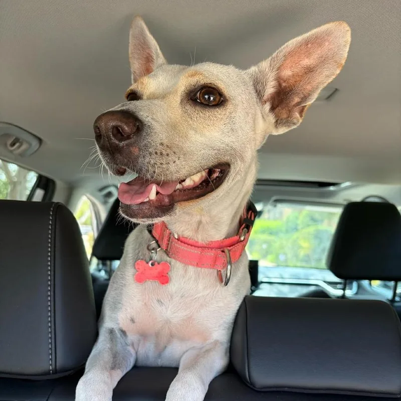 An adult small-sized female White / Cream Yellow Labrador Retriever dog named Lucille Ball for adoption in San Diego, CA