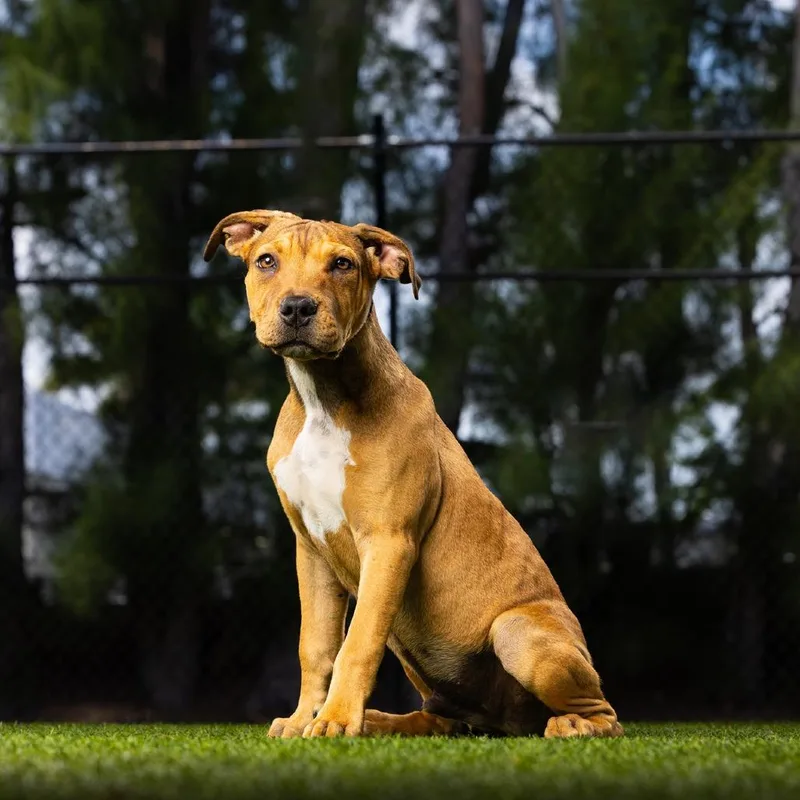 A baby medium-sized male Golden American Bulldog dog named Tater for adoption in Jupiter, FL