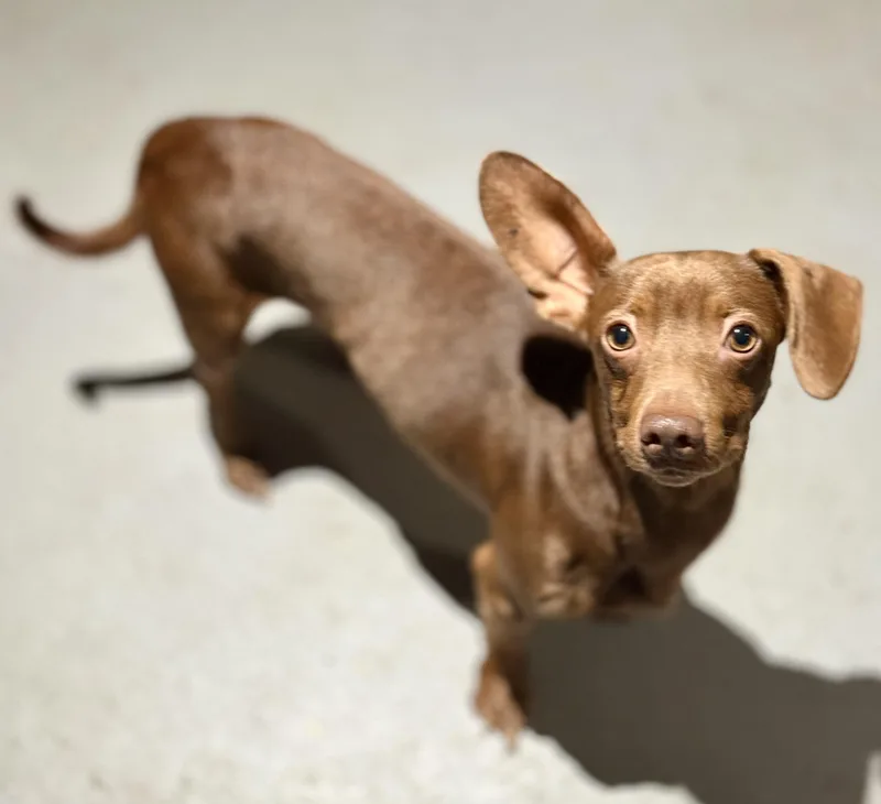 A young small-sized male Brown / Chocolate Dachshund dog named Smith for adoption in Proctorville, OH