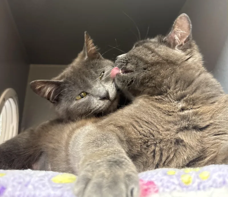 A baby medium-sized female Gray / Blue / Silver Domestic Short Hair cat named Bj And Zz for adoption in Salem, NH
