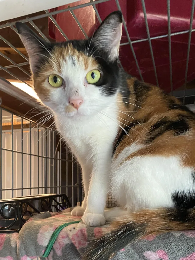 An adult medium-sized female Calico cat named Avalanche for adoption in Stanwood, WA