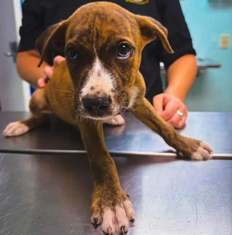 A baby medium-sized male Brown / Chocolate Staffordshire Bull Terrier dog named Rusty for adoption in Southampton, PA