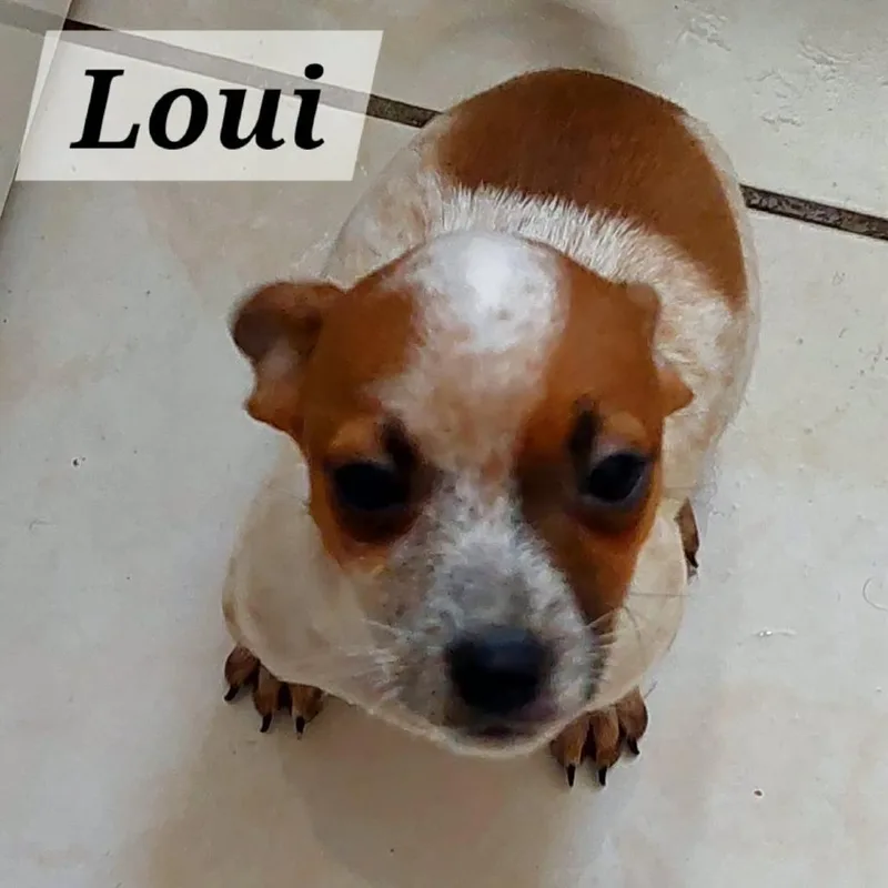 Louie thumbnail 2