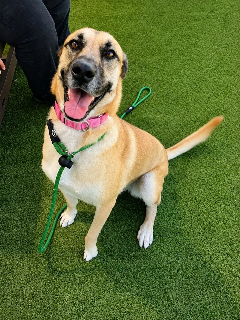 An adult large-sized female Apricot / Beige German Shepherd Dog dog named Manuka for adoption in Santa Rosa Valley, CA
