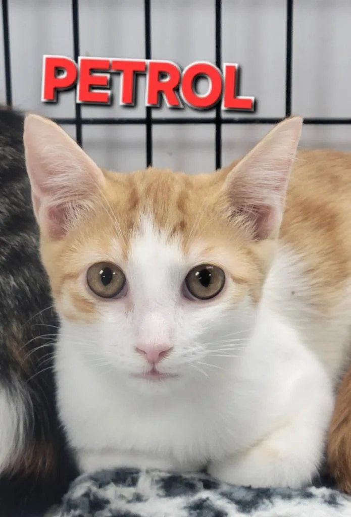 Petrol thumbnail 2