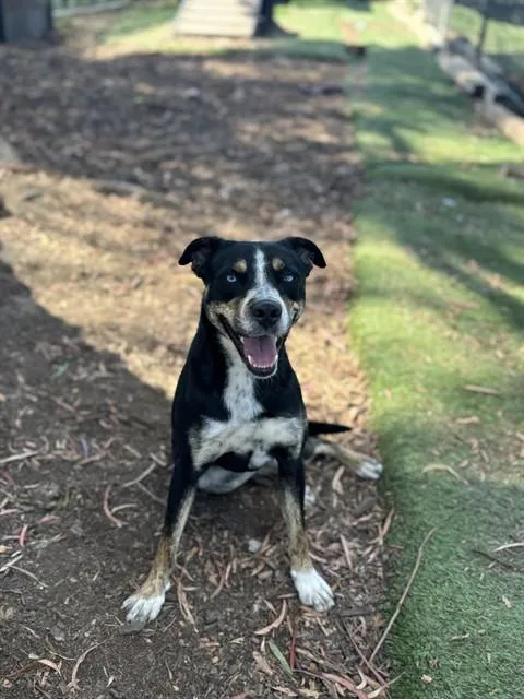 A young medium-sized female Australian Cattle Dog / Blue Heeler dog named Pepper for adoption in Fremont, CA