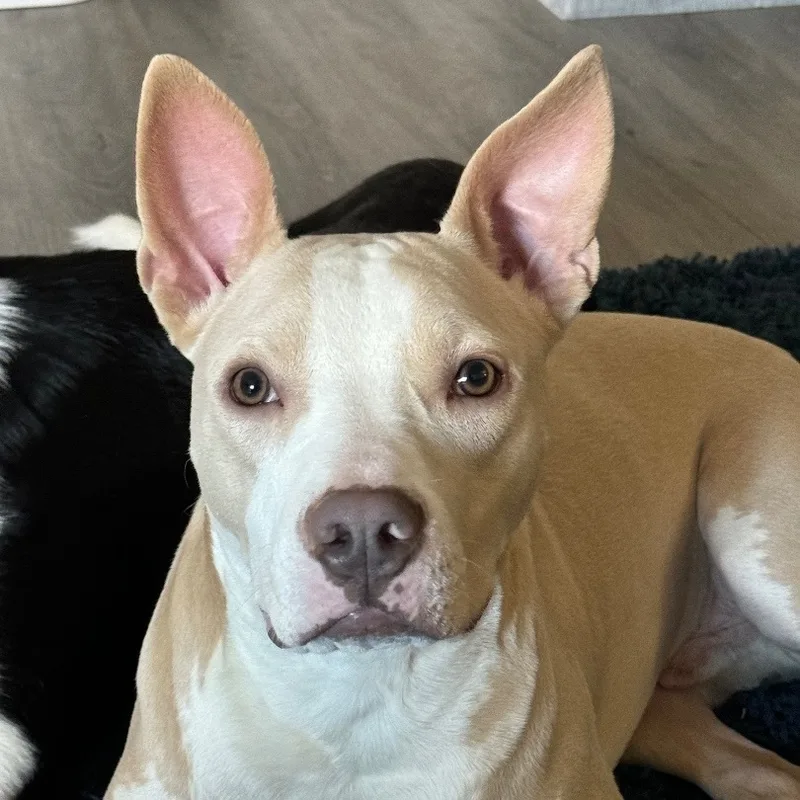 Peanut Butter thumbnail 2