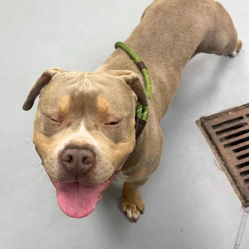 An adult medium-sized male Yellow / Tan / Blond / Fawn Mixed Breed dog named Oslo for adoption in Columbus, GA