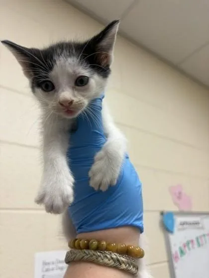 A baby small-sized male Domestic Short Hair cat named Freddie for adoption in Westland, MI