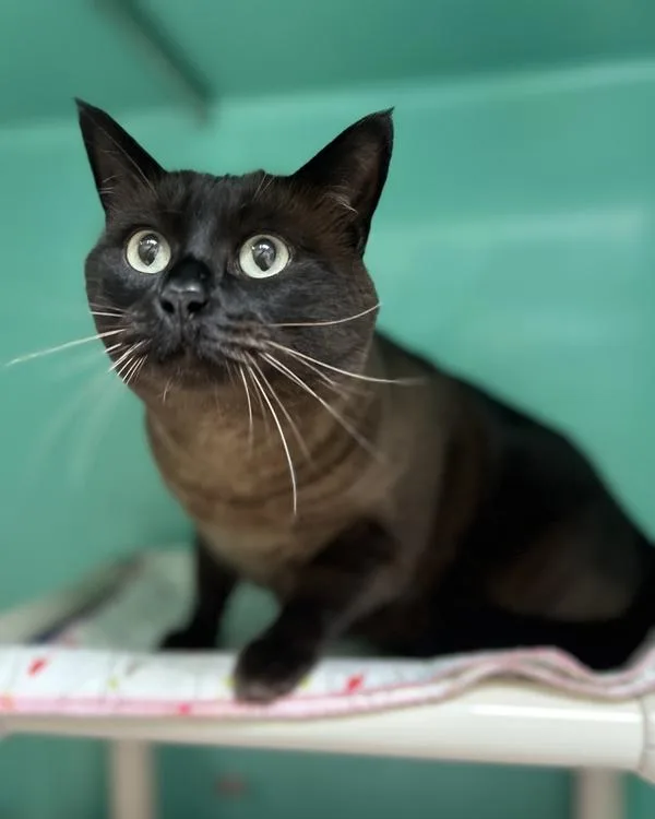 An adult medium-sized male Burmese cat named Romy for adoption in Novato, CA