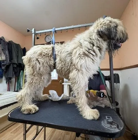 A young large-sized male Bouvier des Flandres dog named Alpha for adoption in Alachua, GA