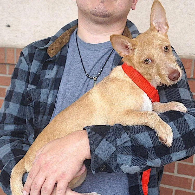 A young small-sized male Corgi dog named Landon for adoption in Carrollton, TX