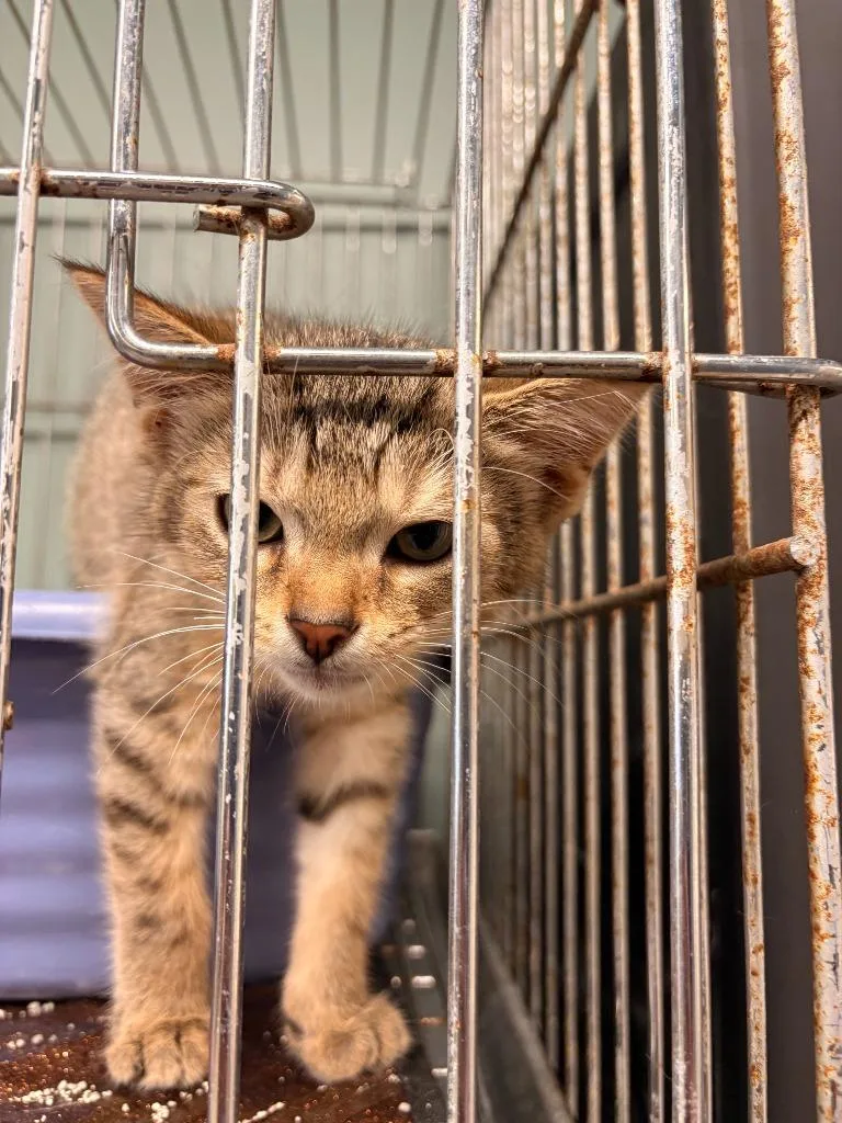 A baby large-sized female Domestic Short Hair cat named Celeste for adoption in Rensselaer, IN