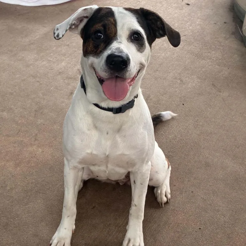 An adult medium-sized female White / Cream Mixed Breed dog named Eowyn Stray Hold for adoption in Huntington, WV