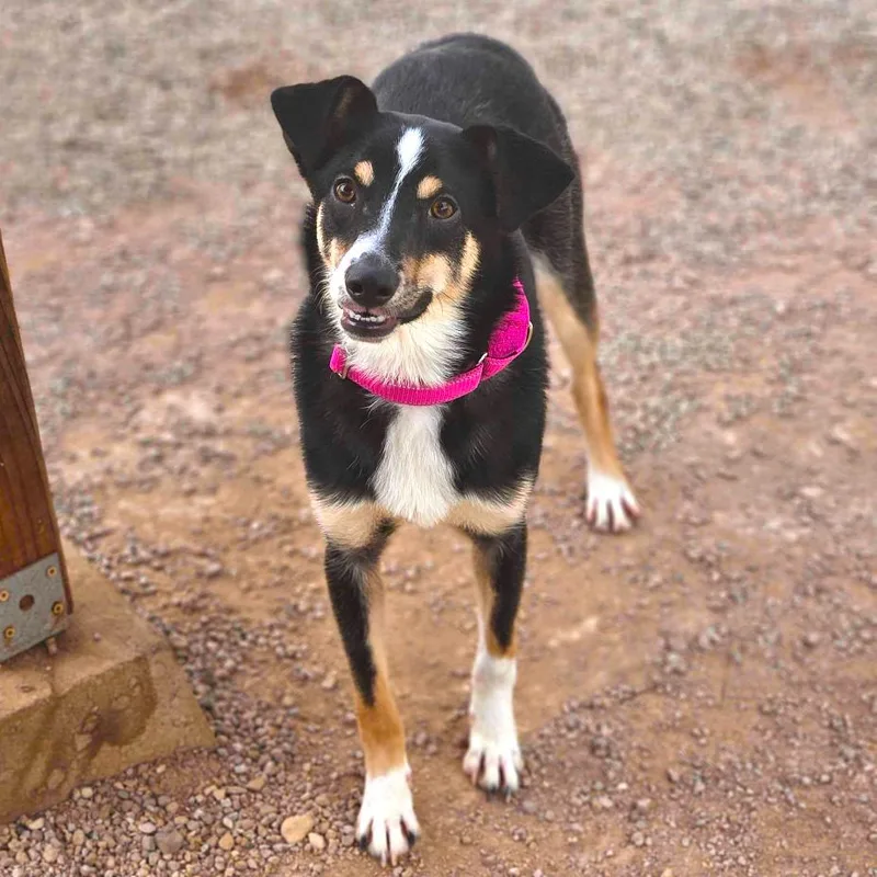 A young medium-sized male Brown / Chocolate Australian Cattle Dog / Blue Heeler dog named Catan for adoption in Las Vegas, NV