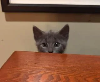 PomPom