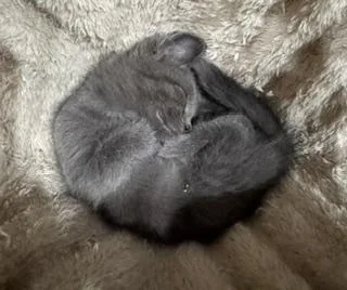 PomPom thumbnail 4