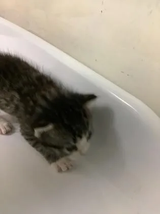 A baby small-sized male Domestic Short Hair cat named Tiny Tim for adoption in Largo, FL