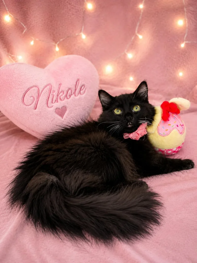 Nikole