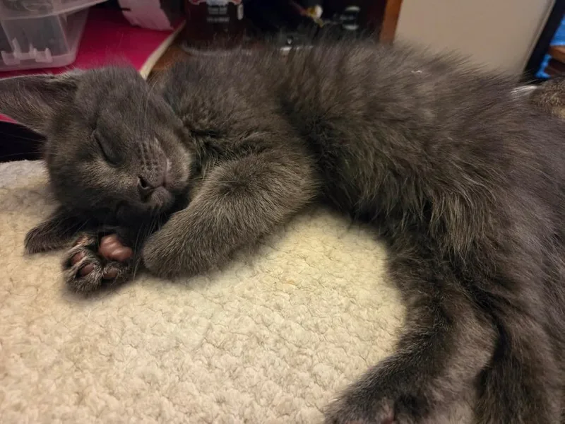 A baby medium-sized male Domestic Short Hair cat named Erebus for adoption in Plymouth, MI