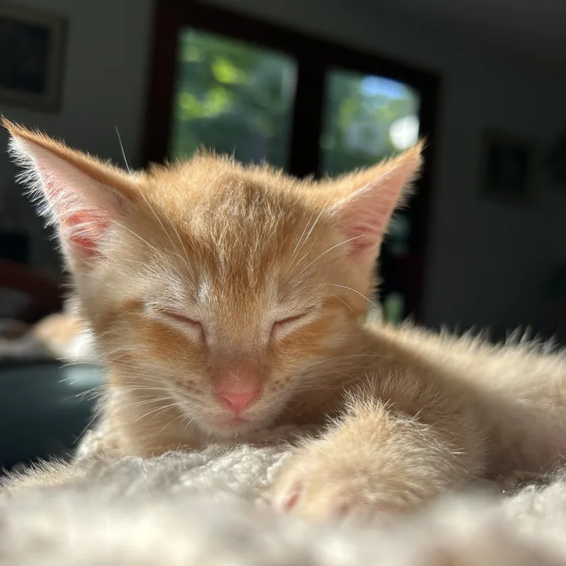 A baby medium-sized male Tabby (Orange / Red) Domestic Short Hair cat named Wasabi for adoption in Wilmington, OH