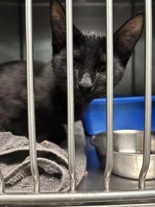 A young medium-sized male Domestic Short Hair cat named Anton for adoption in Fishers, IN