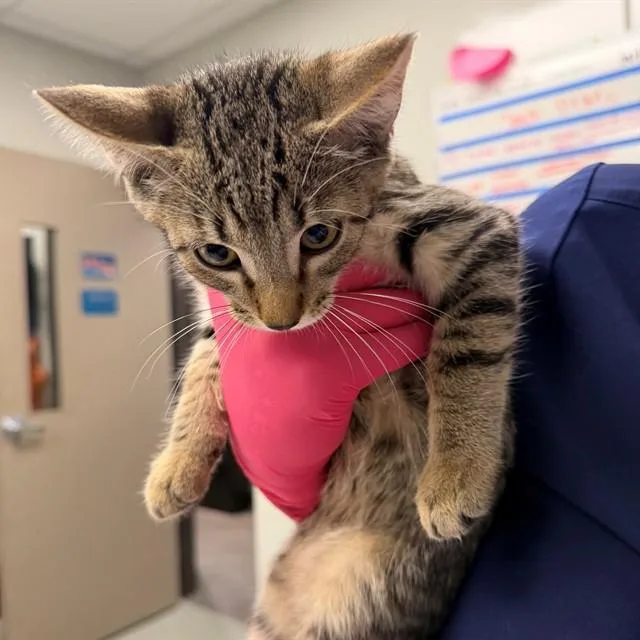 A baby small-sized male Domestic Short Hair cat named Soul for adoption in Ontario, CA