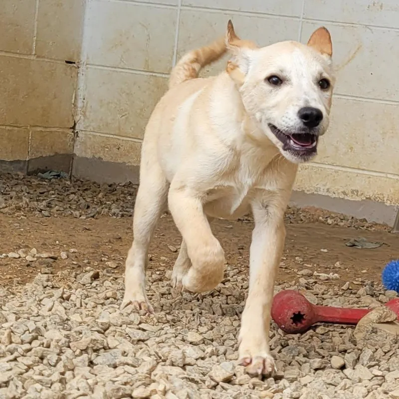 A baby small-sized male Yellow / Tan / Blond / Fawn Mixed Breed dog named Holland for adoption in LOXAHATCHEE, FL