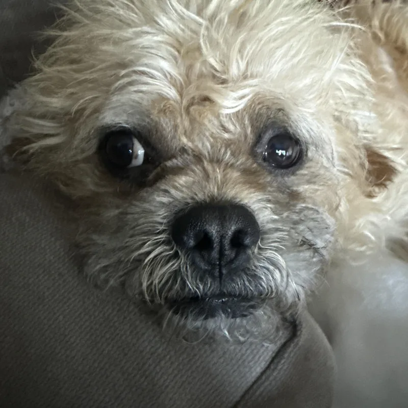 An adult small-sized male Pekingese dog named Richie for adoption in Penryn, CA