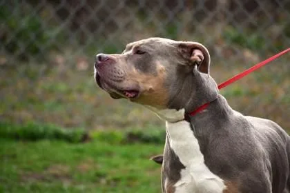 An adult large-sized male Pit Bull Terrier dog named Wiggles for adoption in Cumming, GA