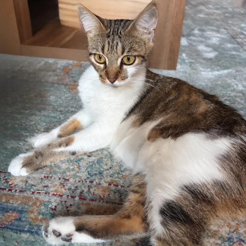 An adult medium-sized female Brown / Chocolate Domestic Short Hair cat named Air Jordan for adoption in Austin, TX