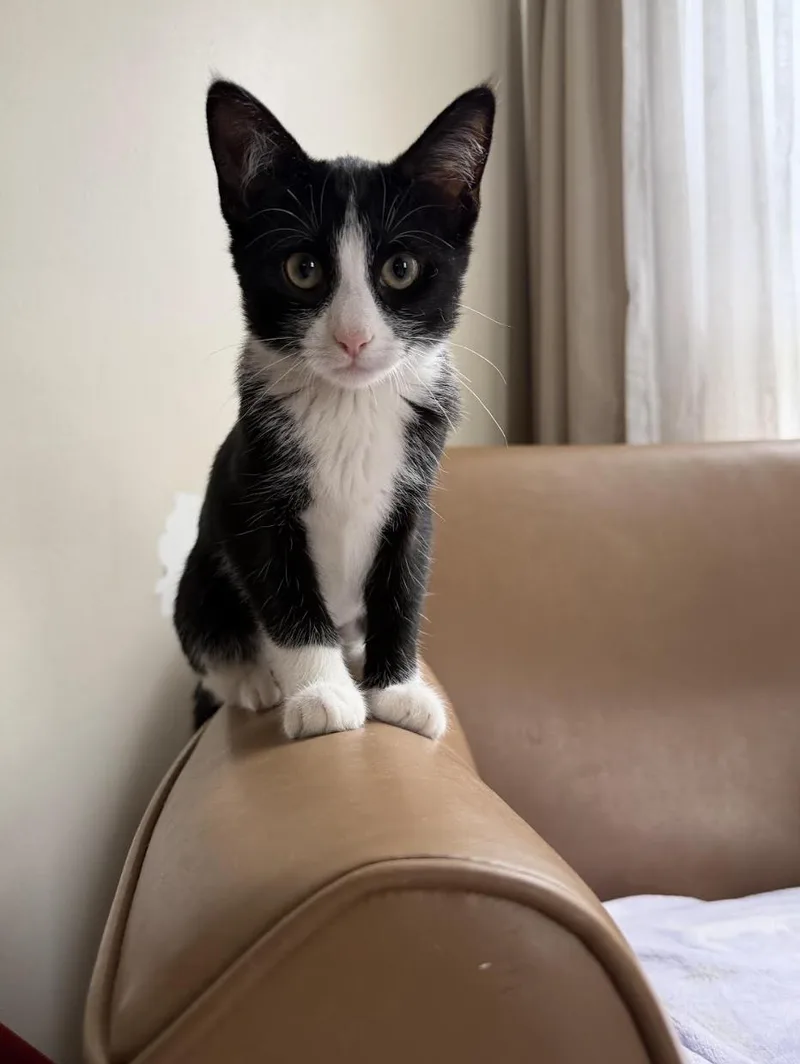 A baby medium-sized female Black & White / Tuxedo Domestic Short Hair cat named Charlotte Bronte for adoption in Rochester, NY