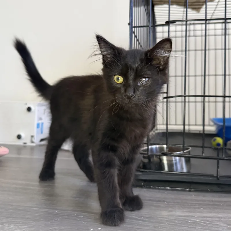 A baby medium-sized male Black Domestic Long Hair cat named BonBon for adoption in Mount Rainier, MD
