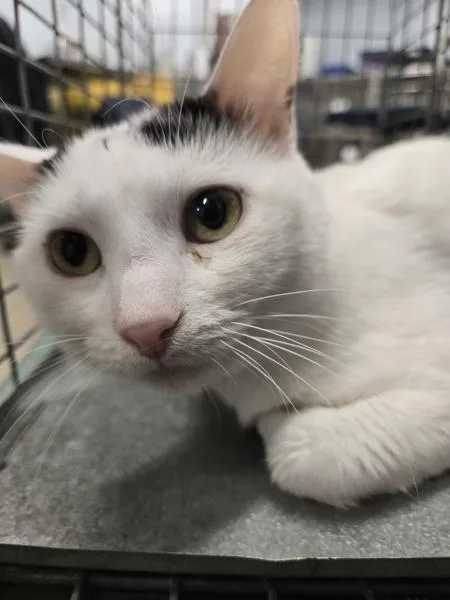 A young small-sized male Domestic Short Hair cat named Leo for adoption in Millersville, MD