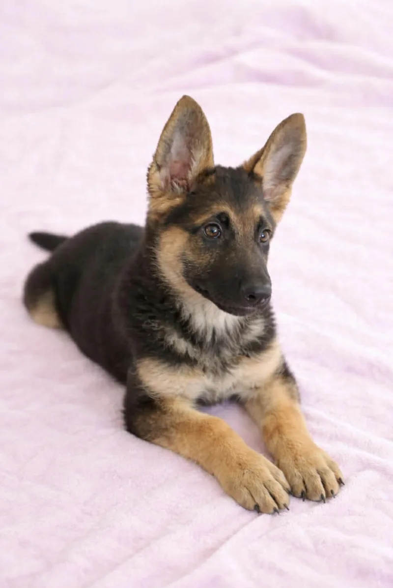 Deanerys thumbnail 2