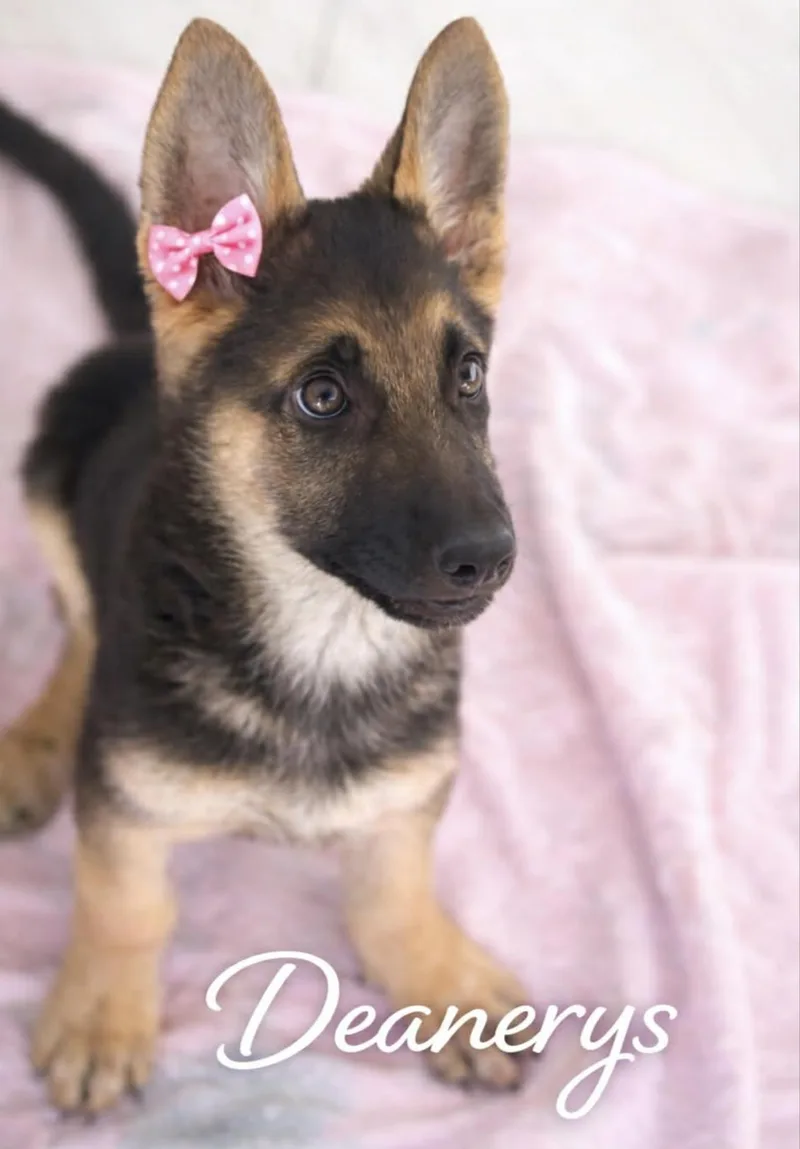 Deanerys thumbnail 3