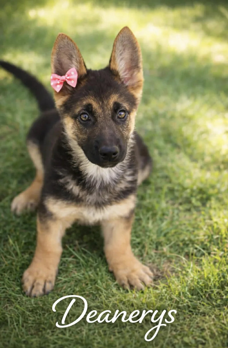 Deanerys thumbnail 4