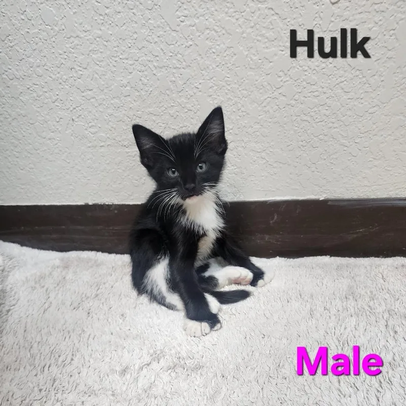 Hulk thumbnail 3