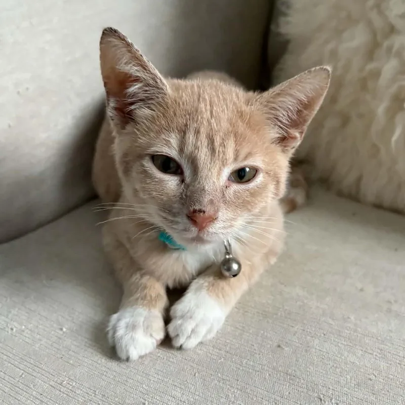 A baby medium-sized male Buff & White Tabby cat named Andy for adoption in Hawley, PA