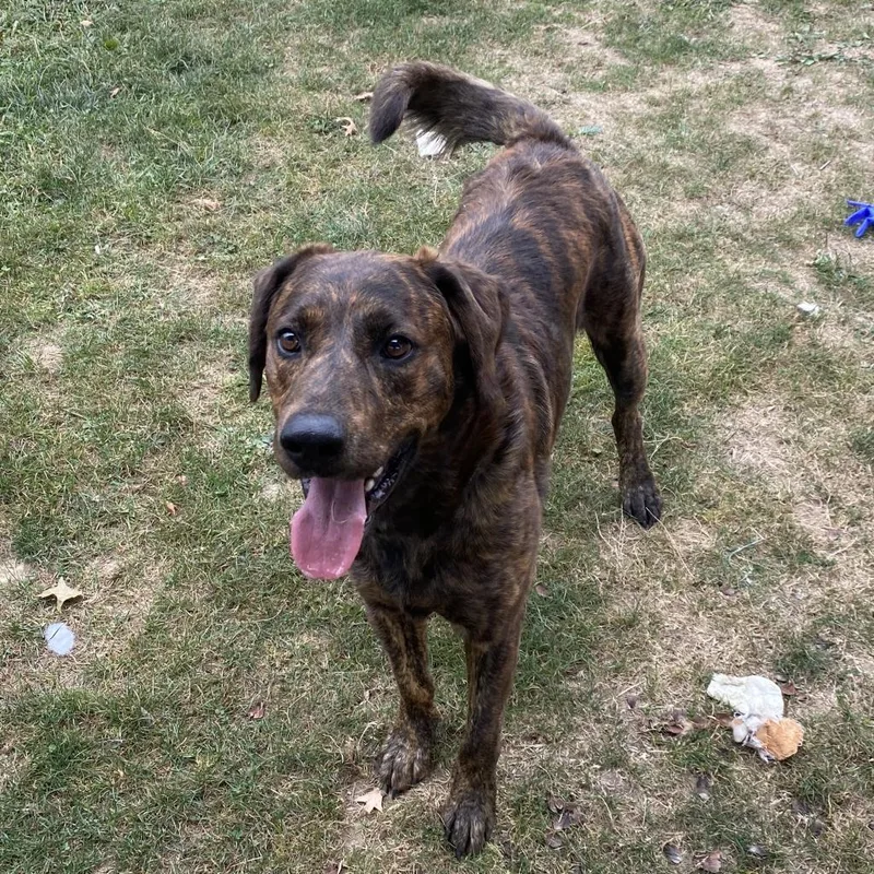 Oakleyrover thumbnail 2