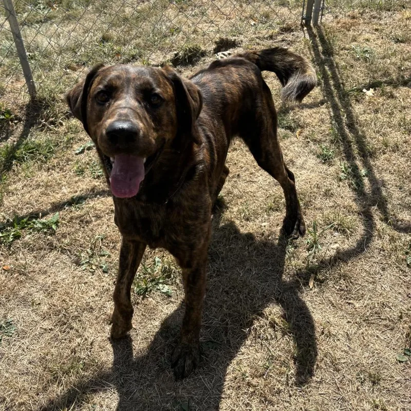 Oakleyrover thumbnail 3